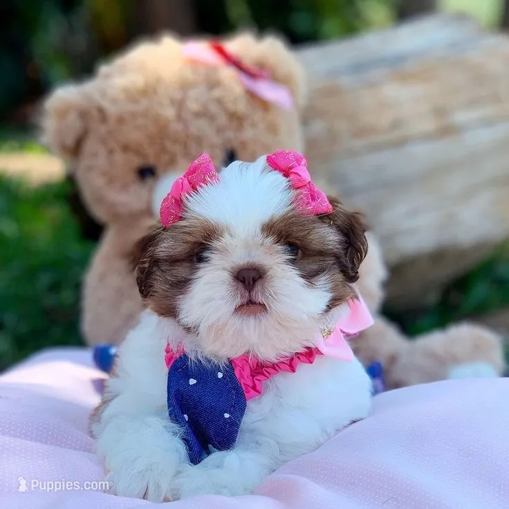 Dolly – Shih Tzu puppy for sale in New Braunfels, TX