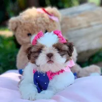 Dolly, a female Shih Tzu for sale in New Braunfels, TX – 1 of 1