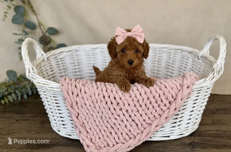 Quinn💕Toy/830-660-4641 – Poodle - Toy  puppy for sale in New Braunfels, TX
