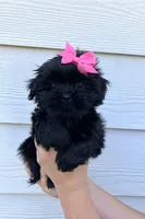 Dolly imperial , a female Shih Tzu for sale in New Braunfels, TX – Photo 3 of 4