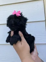 Dolly imperial , a female Shih Tzu for sale in New Braunfels, TX – Photo 4 of 4