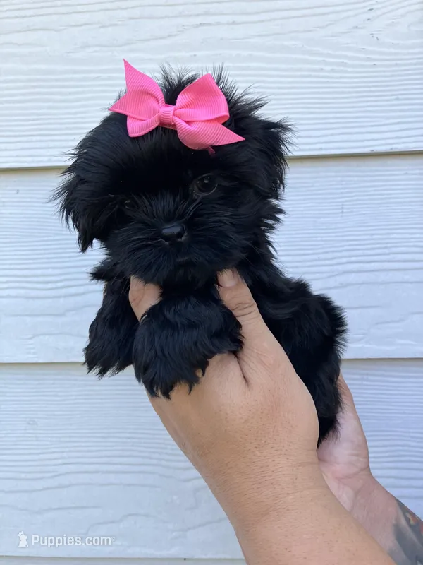 Dolly imperial , a female Shih Tzu for sale in New Braunfels, TX – Photo 1 of 4