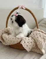 Dolly🩷IMPERIAL*830-660-4641, a female Shih Tzu for sale in New Braunfels, TX – 3 of 3