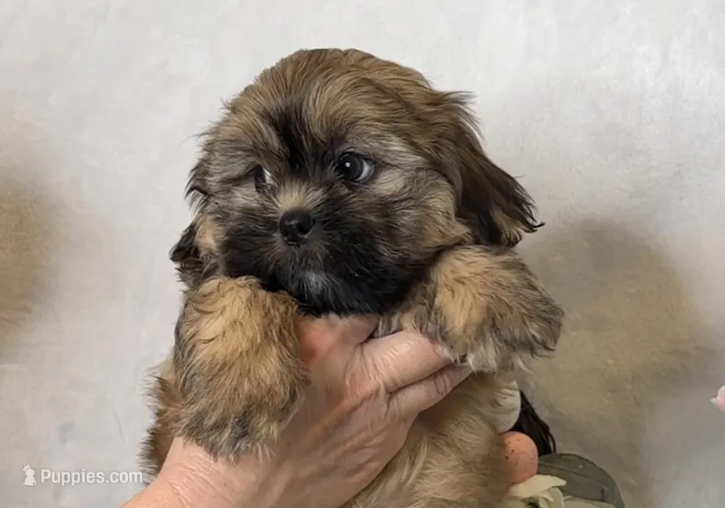 Cooper – Shih Tzu puppy for sale in New Braunfels, TX