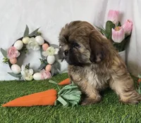 Cooper, a male Shih Tzu for sale in New Braunfels, TX – Photo 4 of 5