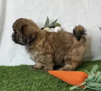 Cooper, a male Shih Tzu for sale in New Braunfels, TX – Photo 5 of 5