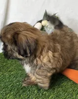 Cooper, a male Shih Tzu for sale in New Braunfels, TX – Photo 2 of 5