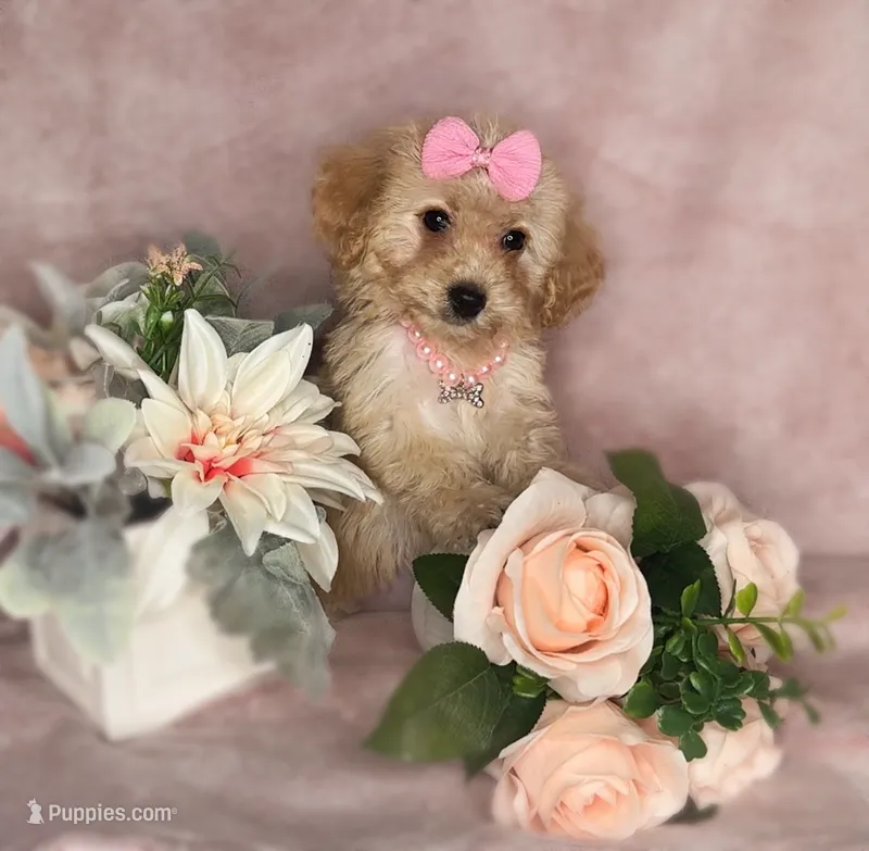 Goldie – Poodle - Toy  puppy for sale in New Braunfels, TX