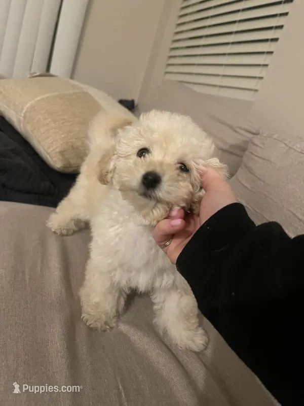 Sugar  – Maltipoo puppy for sale in New Braunfels, TX