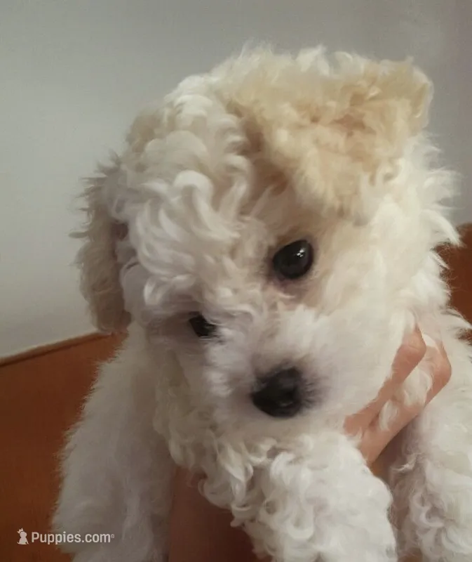 Savy  – Yorkipoo puppy for sale in New Braunfels, TX