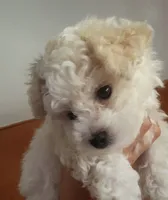 Savy , a female Maltipoo for sale in New Braunfels, TX – 2 of 3