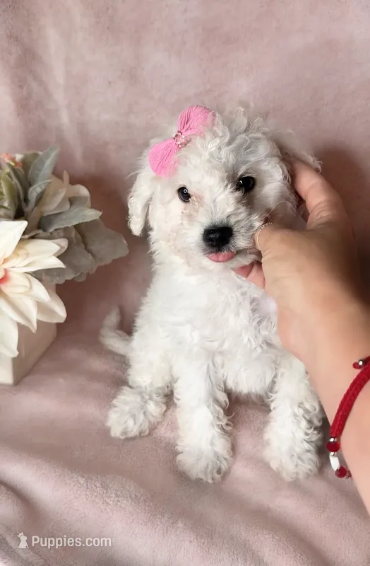 Zara – Maltipoo puppy for sale in New Braunfels, TX