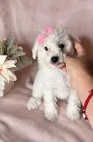 Zara, a female Maltipoo for sale in New Braunfels, TX – 1 of 1