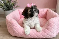 Roxy, a female Shih Tzu for sale in New Braunfels, TX – 3 of 3
