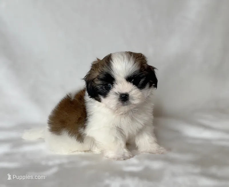 Benny  – Shih Tzu puppy for sale in New Braunfels, TX