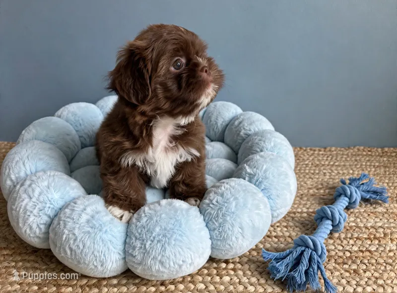 Mason  – Shih Tzu puppy for sale in New Braunfels, TX