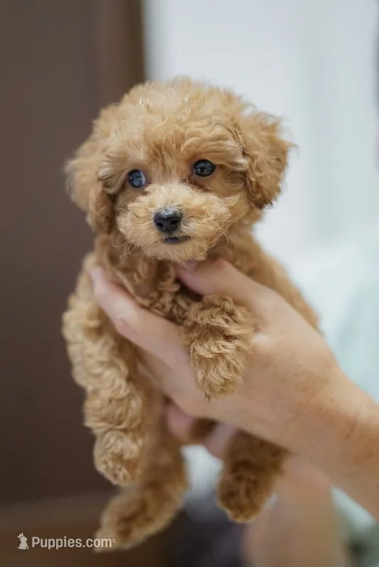 Sassy *TOY* – Poodle - Toy  puppy for sale in New Braunfels, TX