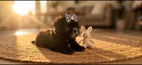 Molly, a female Shih Tzu for sale in New Braunfels, TX – 3 of 6