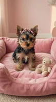 Tyla, a female Yorkshire Terrier for sale in New Braunfels, TX – 1 of 3