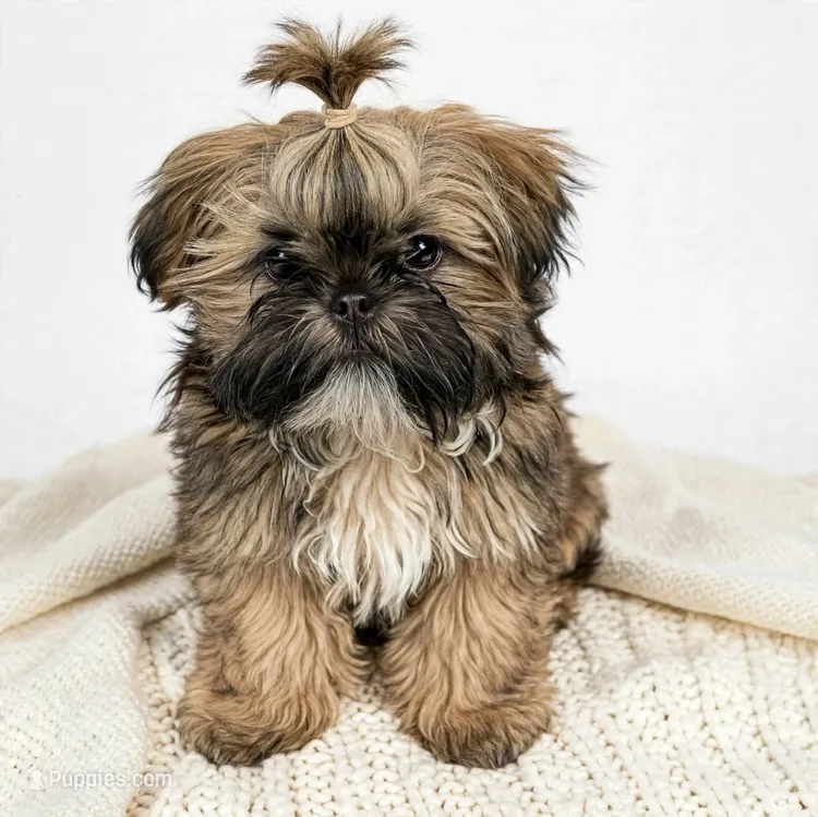 Luca💙830-660-4641⭐️IMPERIAL – Shih Tzu puppy for sale in New Braunfels, TX
