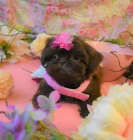 Coco , a female Shih Tzu for sale in New Braunfels, TX – 1 of 1