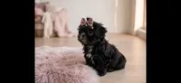 Molly, a female Shih Tzu for sale in New Braunfels, TX – 3 of 3