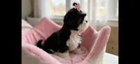 Jazzy *imperial*, a female Shih Tzu for sale in New Braunfels, TX – 3 of 3