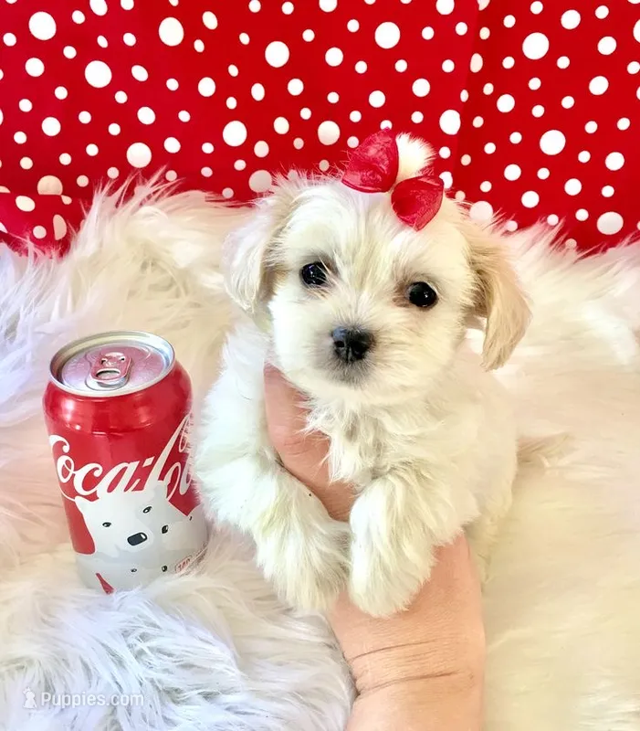 Molly – Maltipoo puppy for sale in New Braunfels, TX