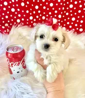 Molly, a female Maltipoo for sale in New Braunfels, TX – 1 of 1
