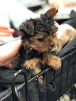 Ty, a male Yorkshire Terrier for sale in New Braunfels, TX – Photo 2 of 3