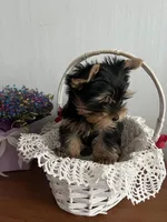 Ty, a male Yorkshire Terrier for sale in New Braunfels, TX – Photo 3 of 3