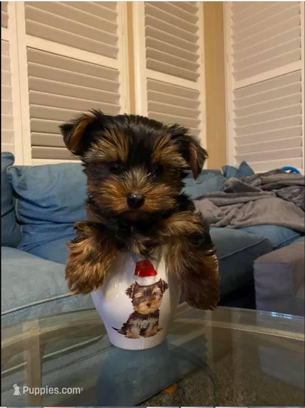 Ty – Yorkshire Terrier puppy for sale in New Braunfels, TX