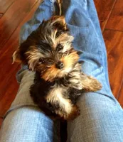 Ty, a male Yorkshire Terrier for sale in New Braunfels, TX – Photo 1 of 3