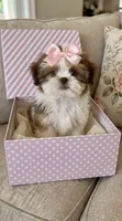 Lexi💕830-660-4641, a female Shih Tzu for sale in New Braunfels, TX – 1 of 1