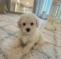 Princess👑830-660-4641, a female Maltipoo for sale in New Braunfels, TX – 1 of 1