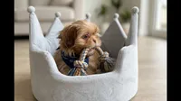 Quince **imperial**, a male Shih Tzu for sale in New Braunfels, TX – 4 of 5