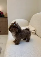 Ryder💙Imperial:830-660-4641, a male Shih Tzu for sale in New Braunfels, TX – 3 of 4