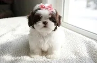 Daisy, a female Shih Tzu for sale in New Braunfels, TX – 3 of 8
