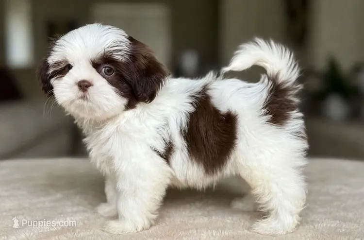 Benny❤️830-660-4641 – Shih Tzu puppy for sale in New Braunfels, TX