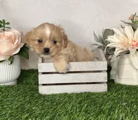 Duke , a male Shih Tzu for sale in New Braunfels, TX – 2 of 5
