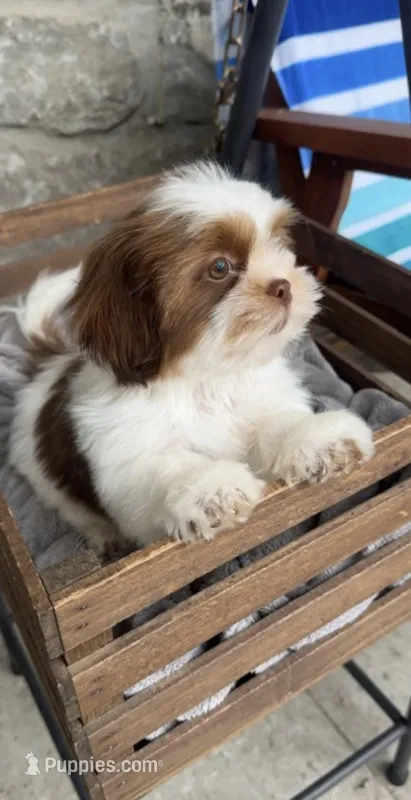 Axel❤️830-660-4641 – Shih Tzu puppy for sale in New Braunfels, TX