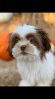 Axel❤️830-660-4641, a male Shih Tzu for sale in New Braunfels, TX – 3 of 3