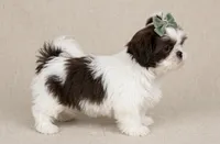 Daisy, a female Shih Tzu for sale in New Braunfels, TX – 7 of 8