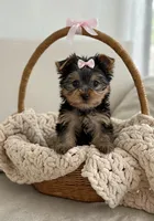 Zoey🎀830-660-4641, a female Yorkshire Terrier for sale in New Braunfels, TX – 3 of 3