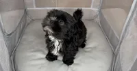 Kizer, a male Shih Tzu for sale in New Braunfels, TX – 2 of 4