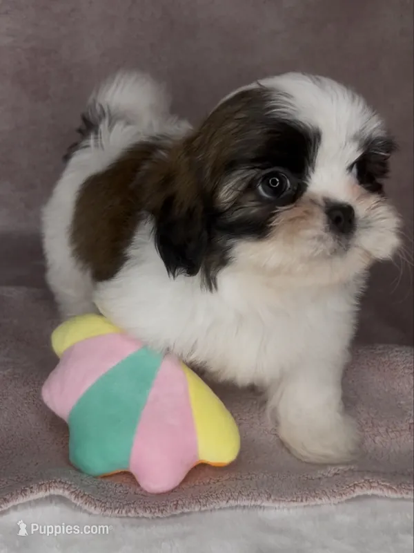 Duke – Shih Tzu puppy for sale in New Braunfels, TX