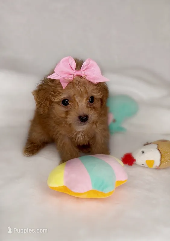 Sassy *TOY* – Poodle - Toy  puppy for sale in New Braunfels, TX