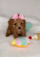 Sassy *TOY*, a female Poodle - Toy  for sale in New Braunfels, TX – 1 of 2