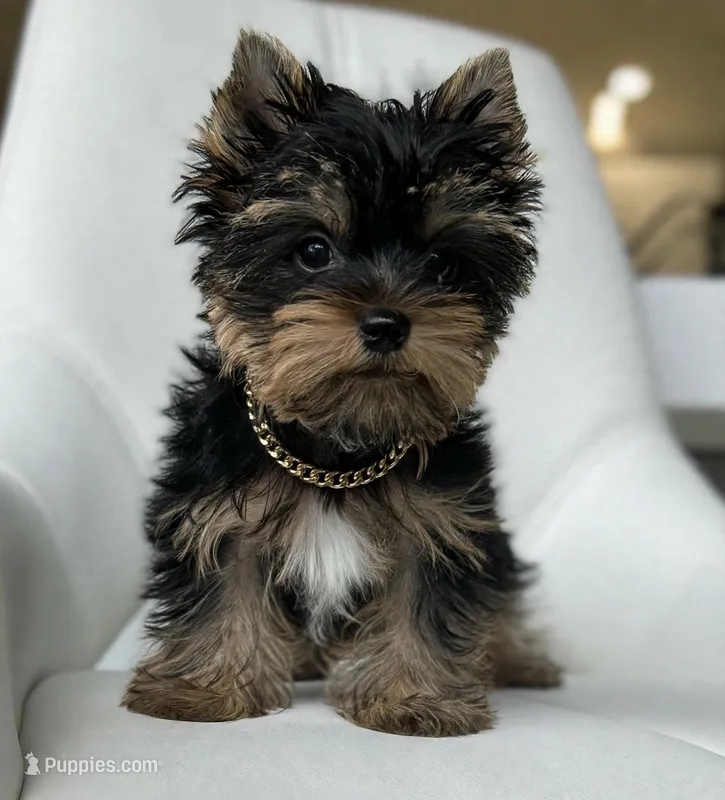 Scout💙830-660-4641 – Yorkshire Terrier puppy for sale in New Braunfels, TX