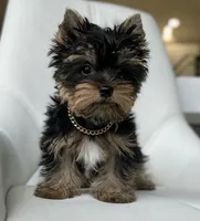 Scout💙830-660-4641, a male Yorkshire Terrier for sale in New Braunfels, TX – 1 of 9